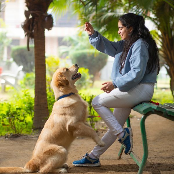 From Puppies to Adult Dogs: How the Right Training Transforms Everyday Life for these canines